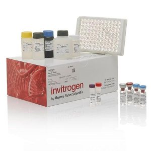 11 ketotestosterone (11 kt)